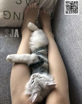 那年花开月正圆免费全集播放